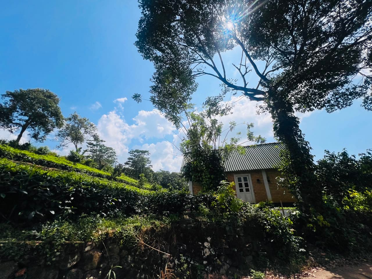 Lush nature canopy at Kekulama Eco Cabana